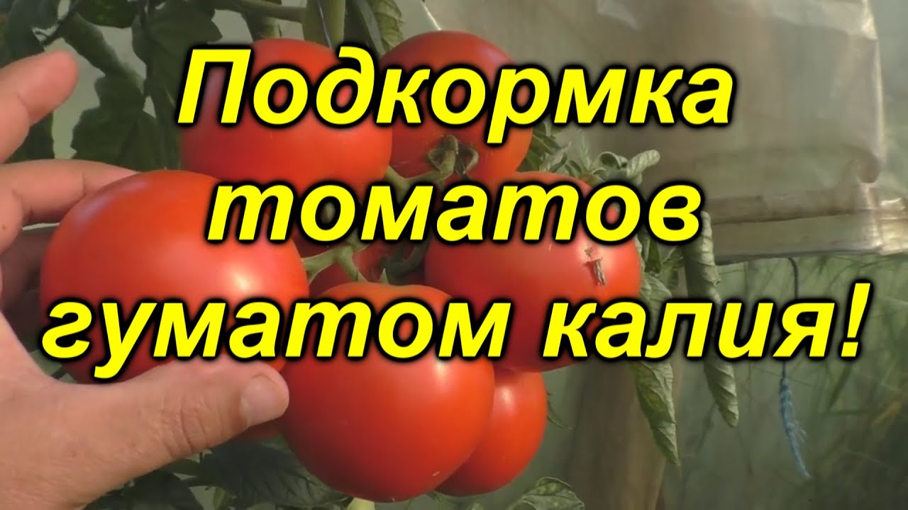 Нажмите, чтобы запустить видео