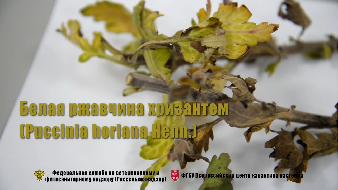 Нажмите, чтобы запустить видео