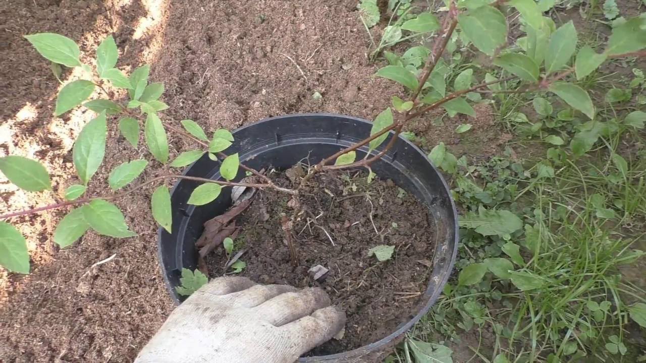 Нажмите, чтобы запустить видео