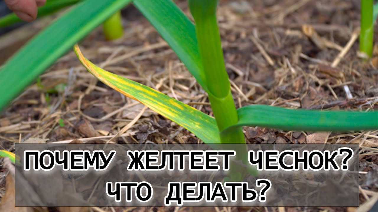 Нажмите, чтобы запустить видео