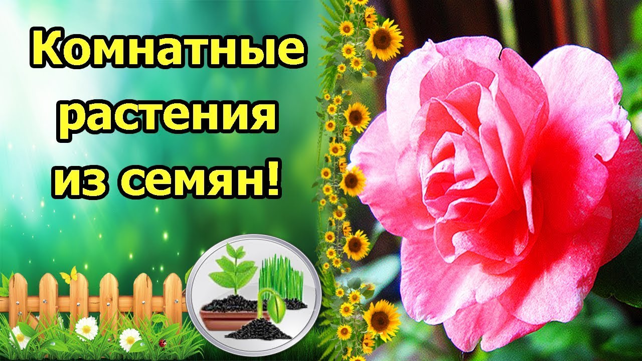 Нажмите, чтобы запустить видео