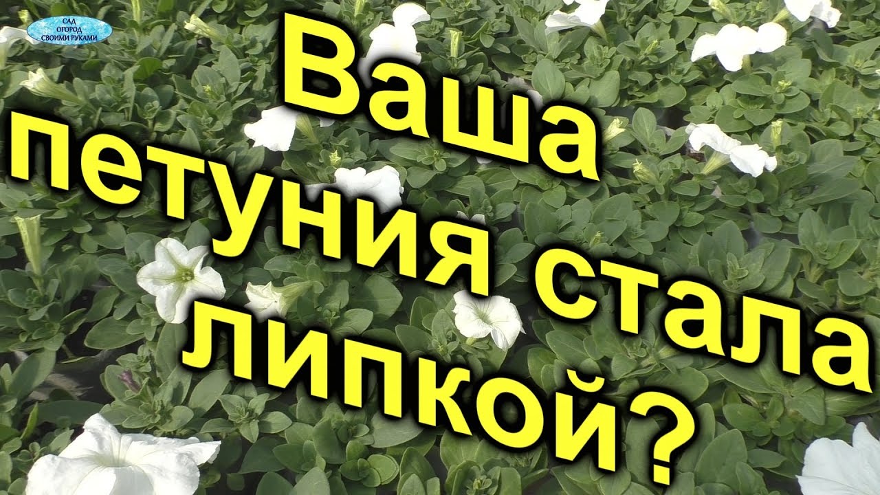 Нажмите, чтобы запустить видео