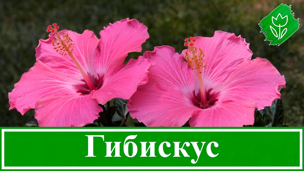 Нажмите, чтобы запустить видео