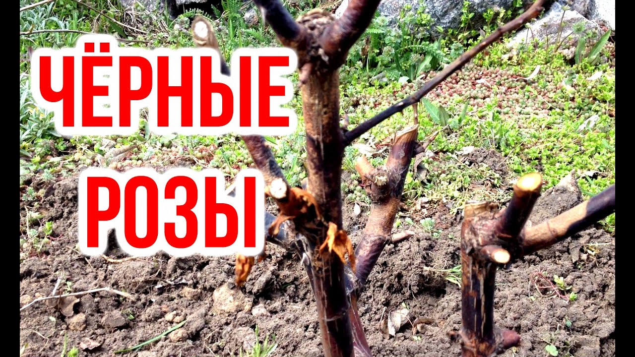 Нажмите, чтобы запустить видео