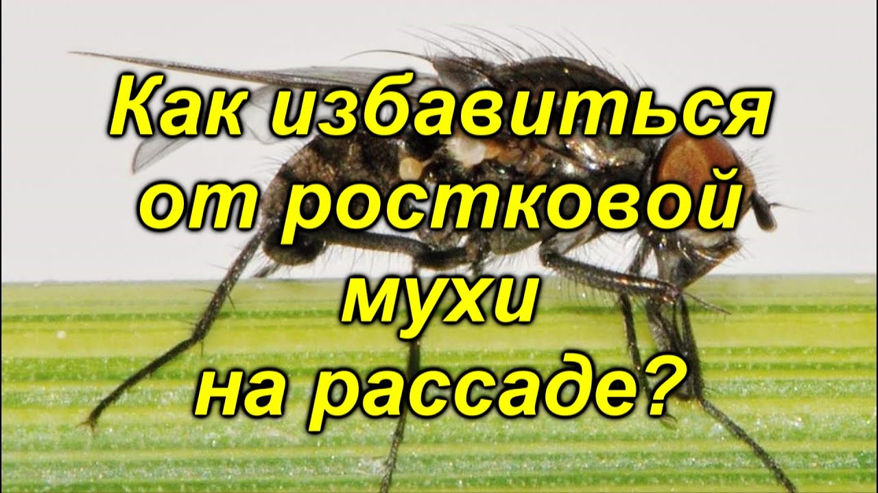 Нажмите, чтобы запустить видео
