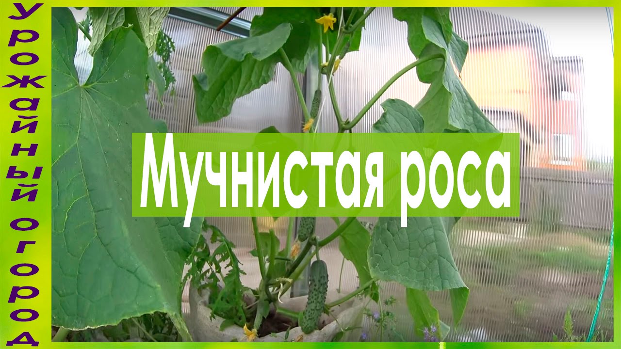 Нажмите, чтобы запустить видео