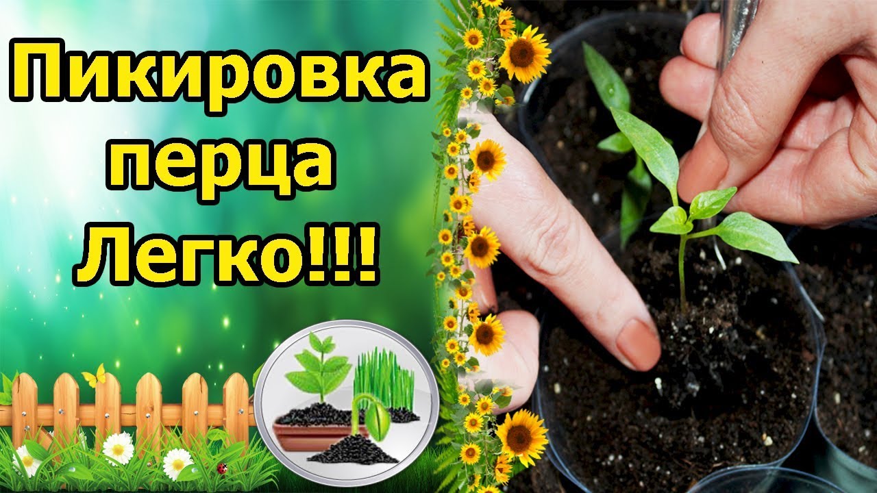 Нажмите, чтобы запустить видео