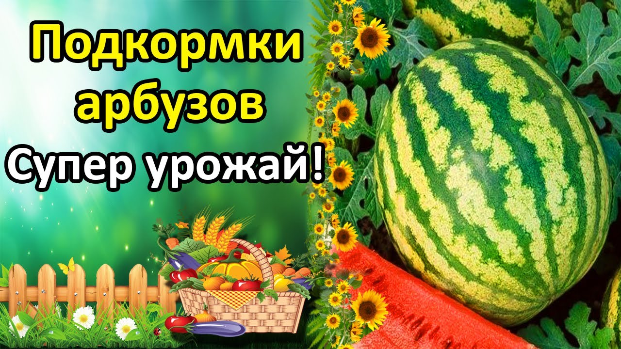 Нажмите, чтобы запустить видео