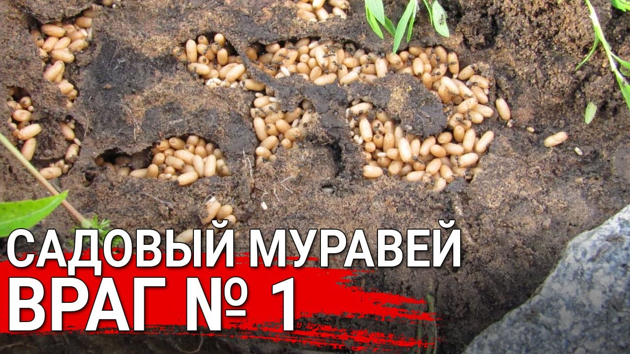 Нажмите, чтобы запустить видео