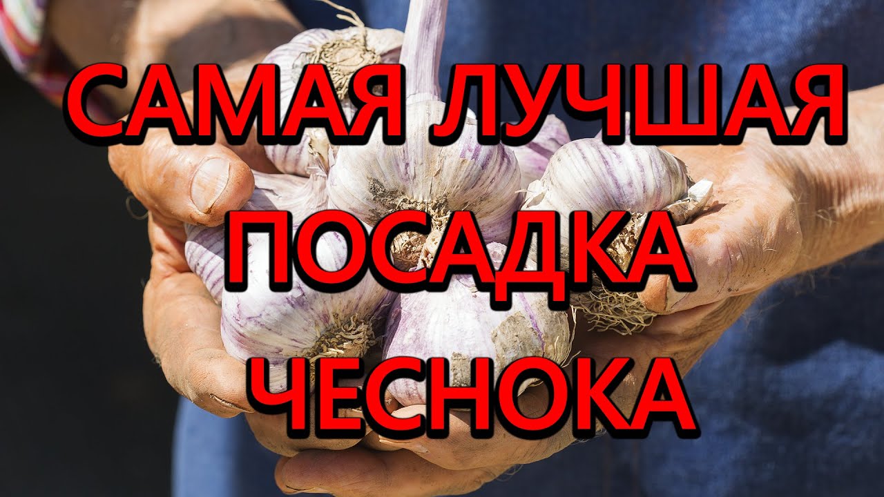 Нажмите, чтобы запустить видео