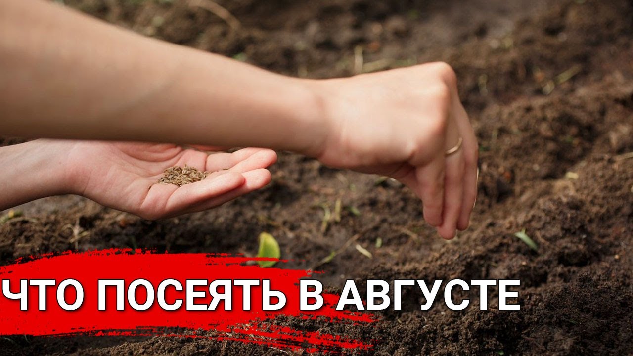 Нажмите, чтобы запустить видео