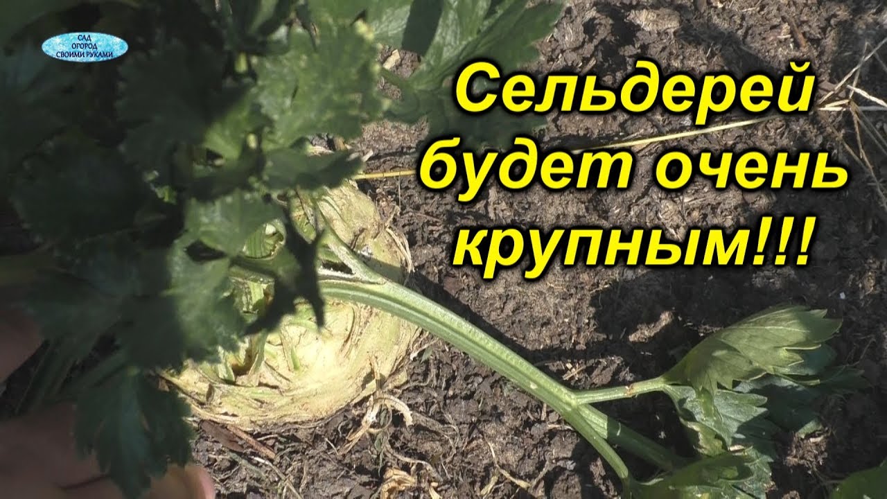 Нажмите, чтобы запустить видео