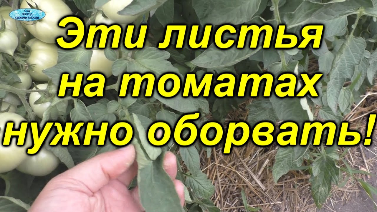 Нажмите, чтобы запустить видео