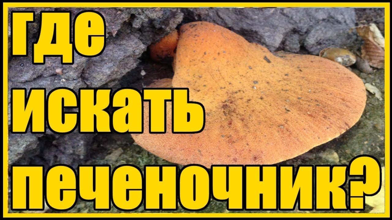 Нажмите, чтобы запустить видео