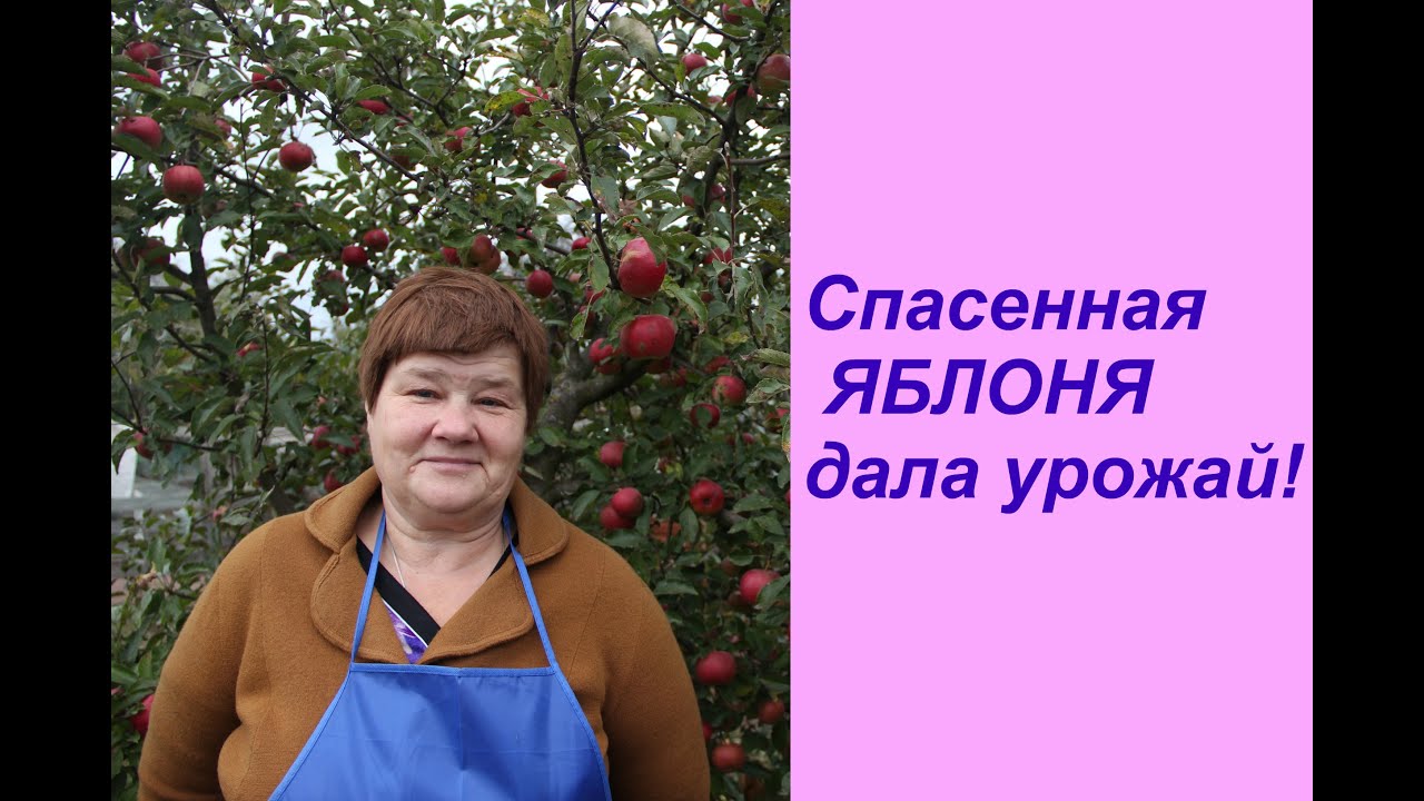 Нажмите, чтобы запустить видео