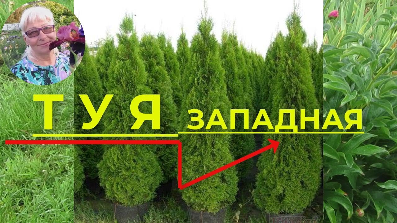 Нажмите, чтобы запустить видео