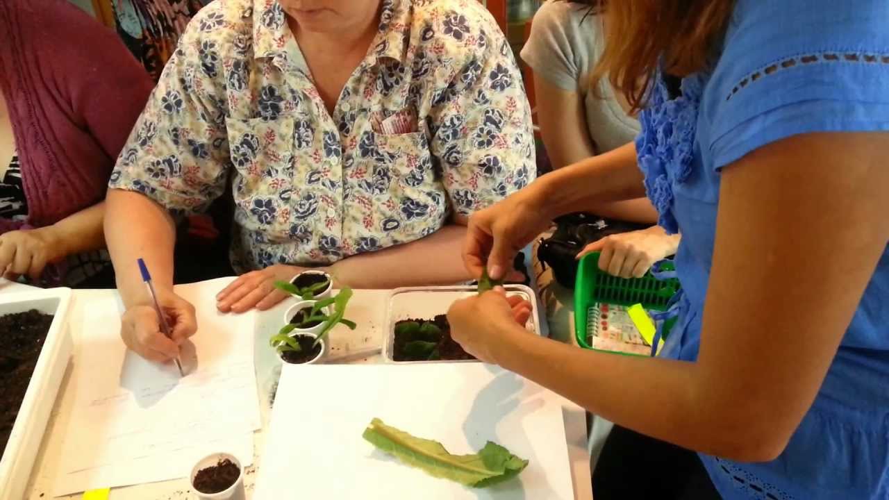 Нажмите, чтобы запустить видео
