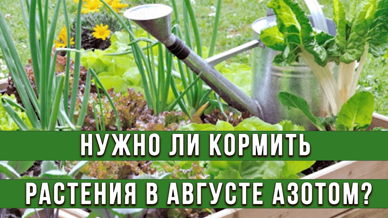 Нажмите, чтобы запустить видео