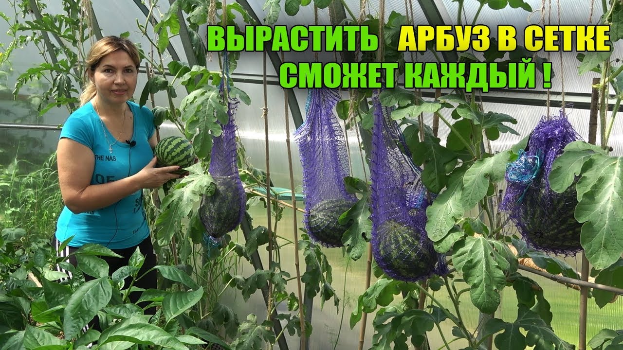 Нажмите, чтобы запустить видео