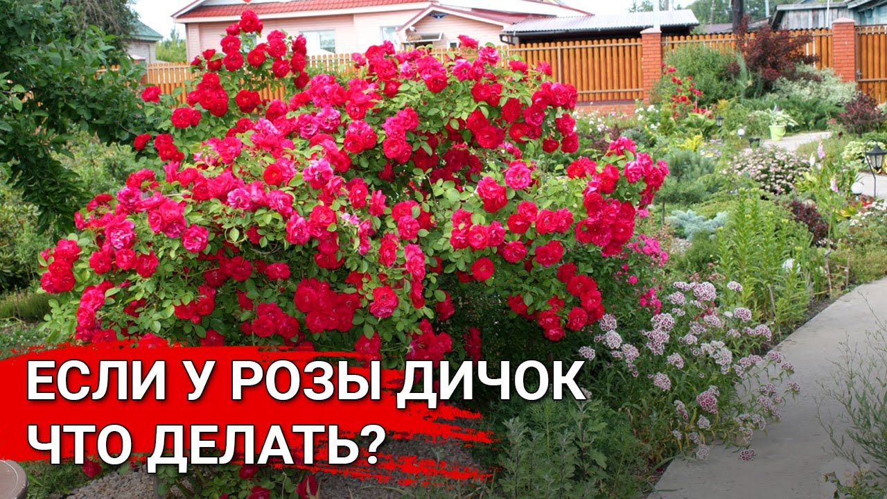 Нажмите, чтобы запустить видео
