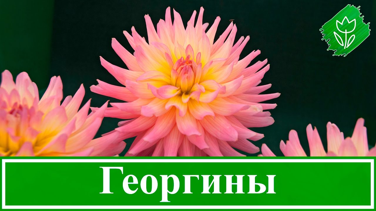 Нажмите, чтобы запустить видео