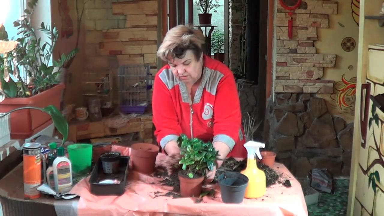 Нажмите, чтобы запустить видео