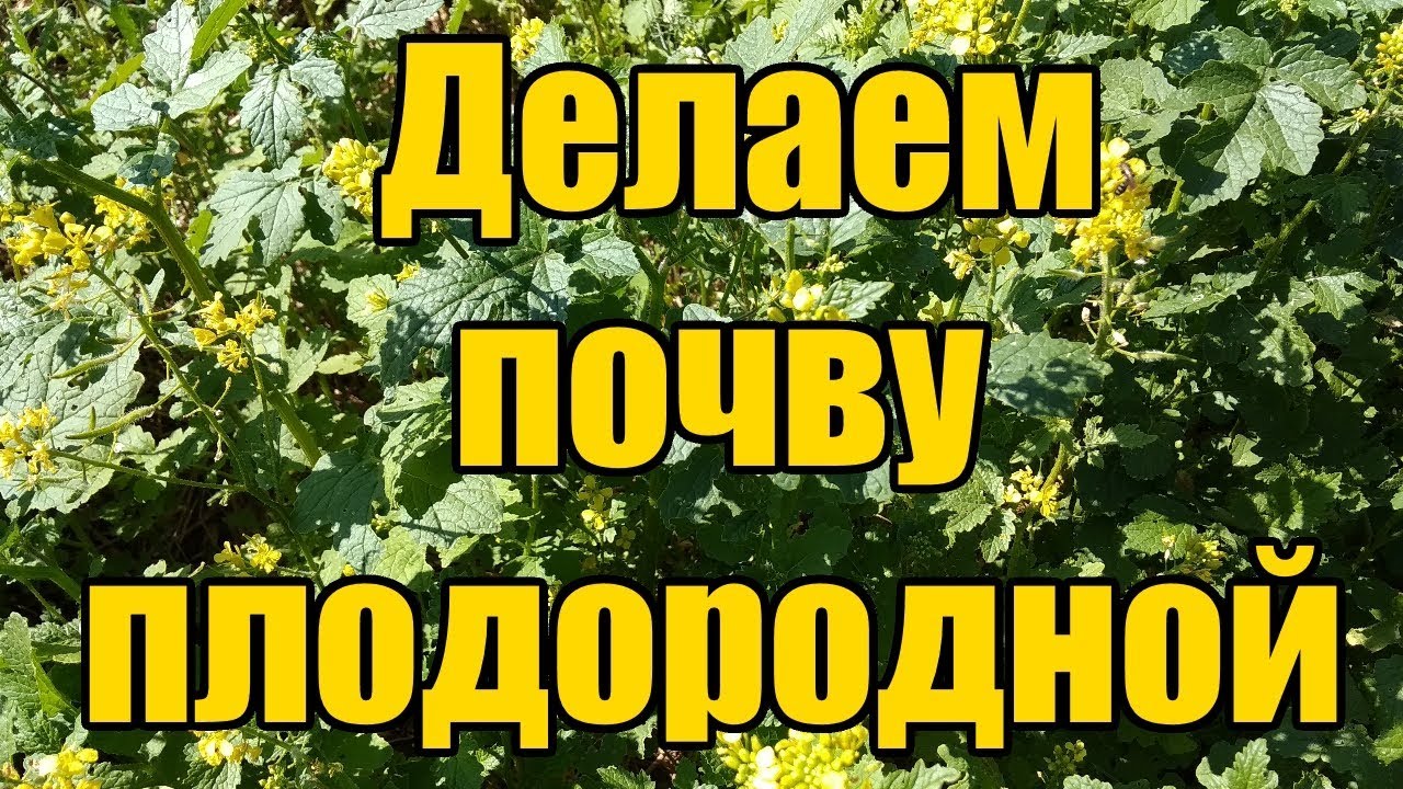 Нажмите, чтобы запустить видео