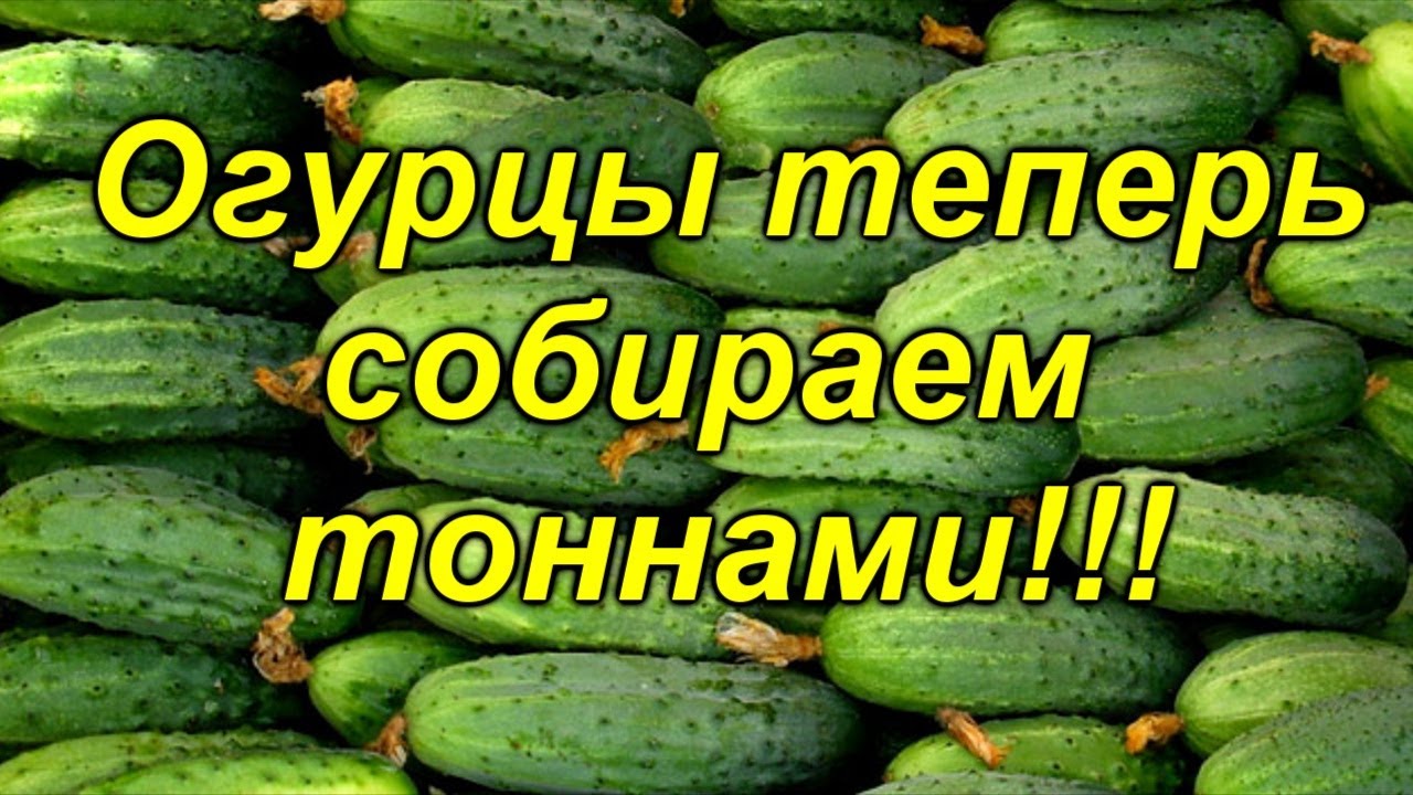Нажмите, чтобы запустить видео