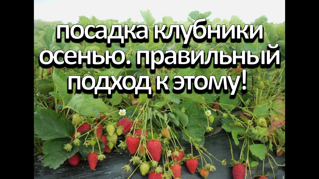 Нажмите, чтобы запустить видео