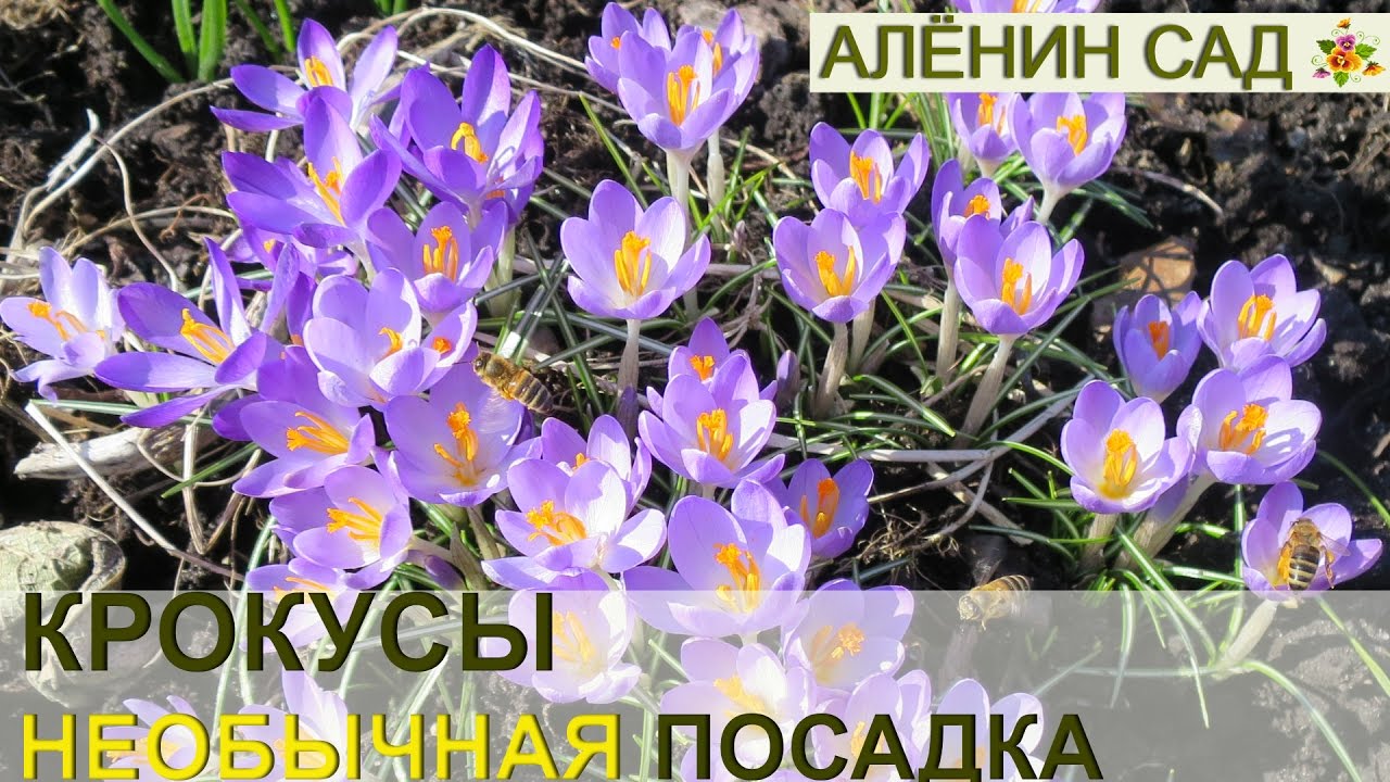 Нажмите, чтобы запустить видео