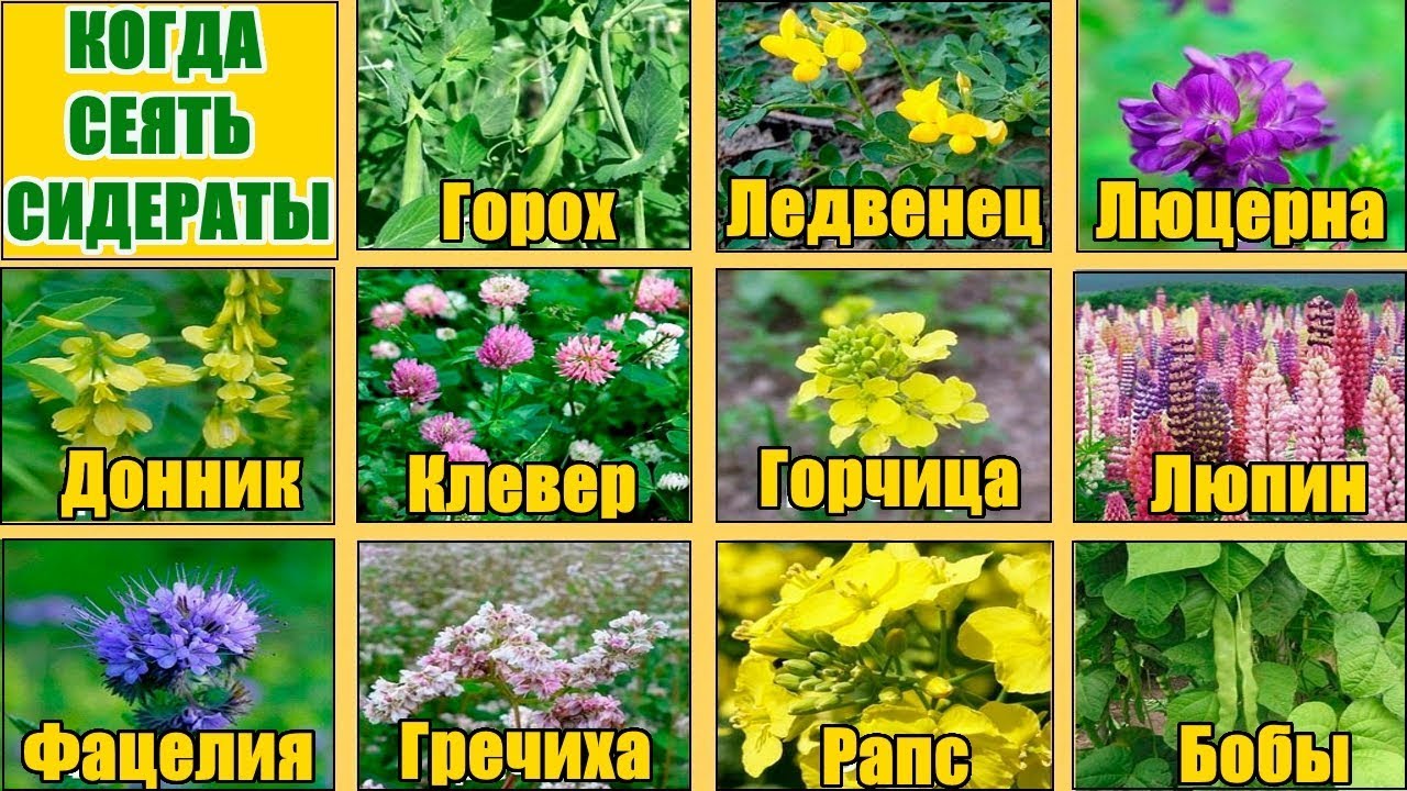 Нажмите, чтобы запустить видео
