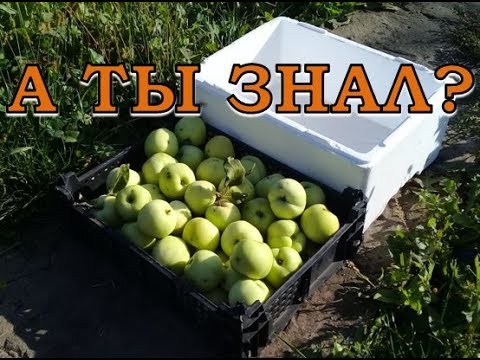 Нажмите, чтобы запустить видео