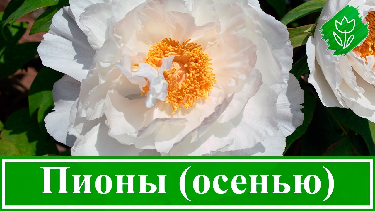 Нажмите, чтобы запустить видео