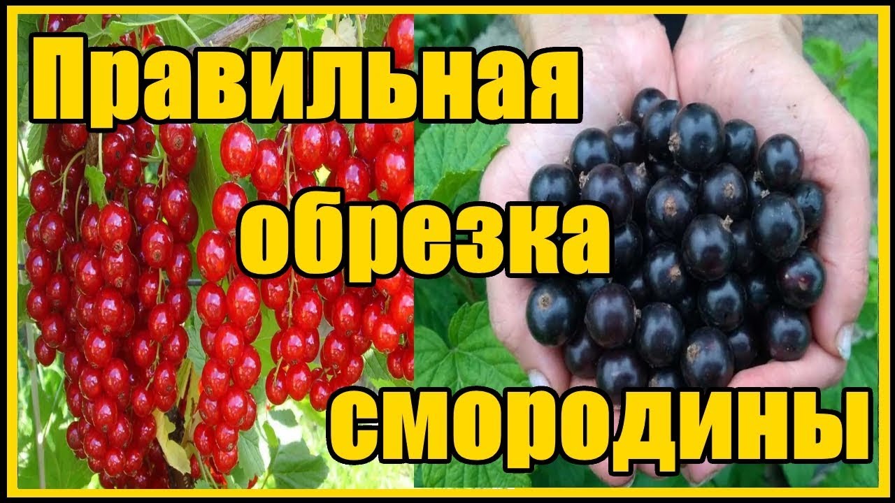 Нажмите, чтобы запустить видео