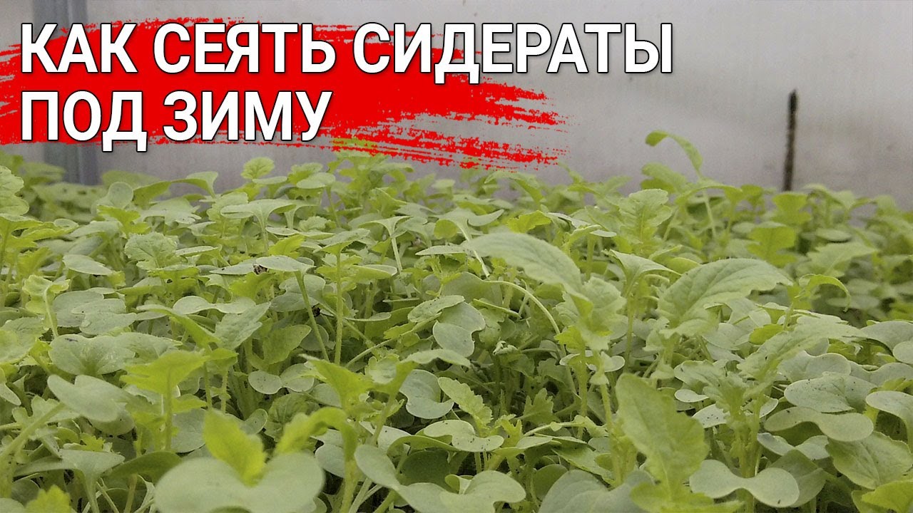 Нажмите, чтобы запустить видео