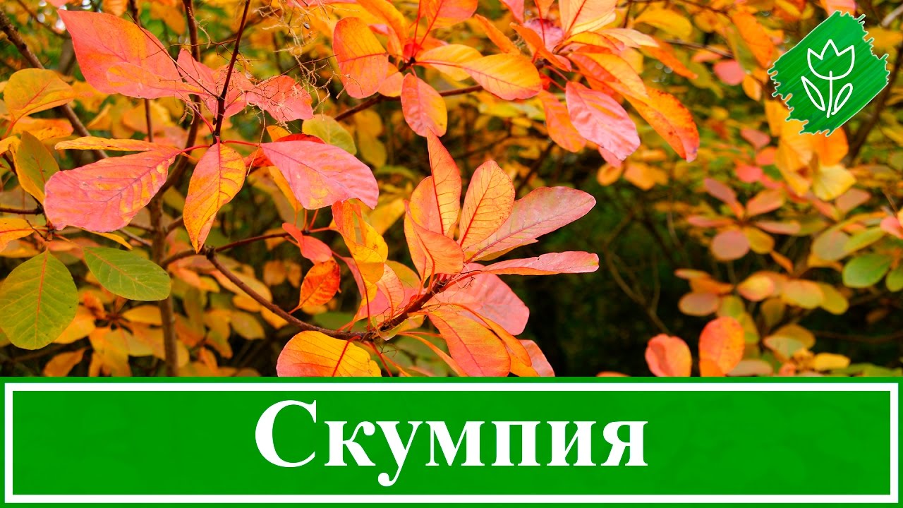 Нажмите, чтобы запустить видео