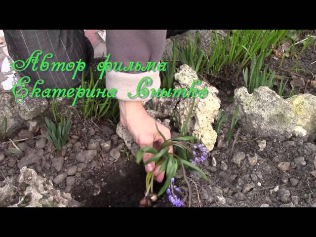 Нажмите, чтобы запустить видео