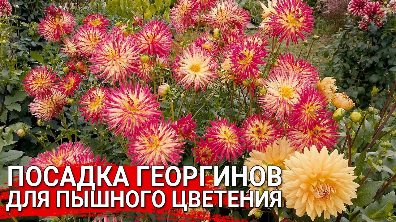 Нажмите, чтобы запустить видео