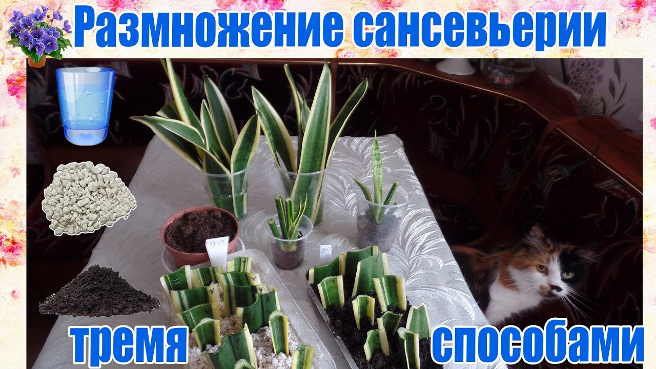 Нажмите, чтобы запустить видео