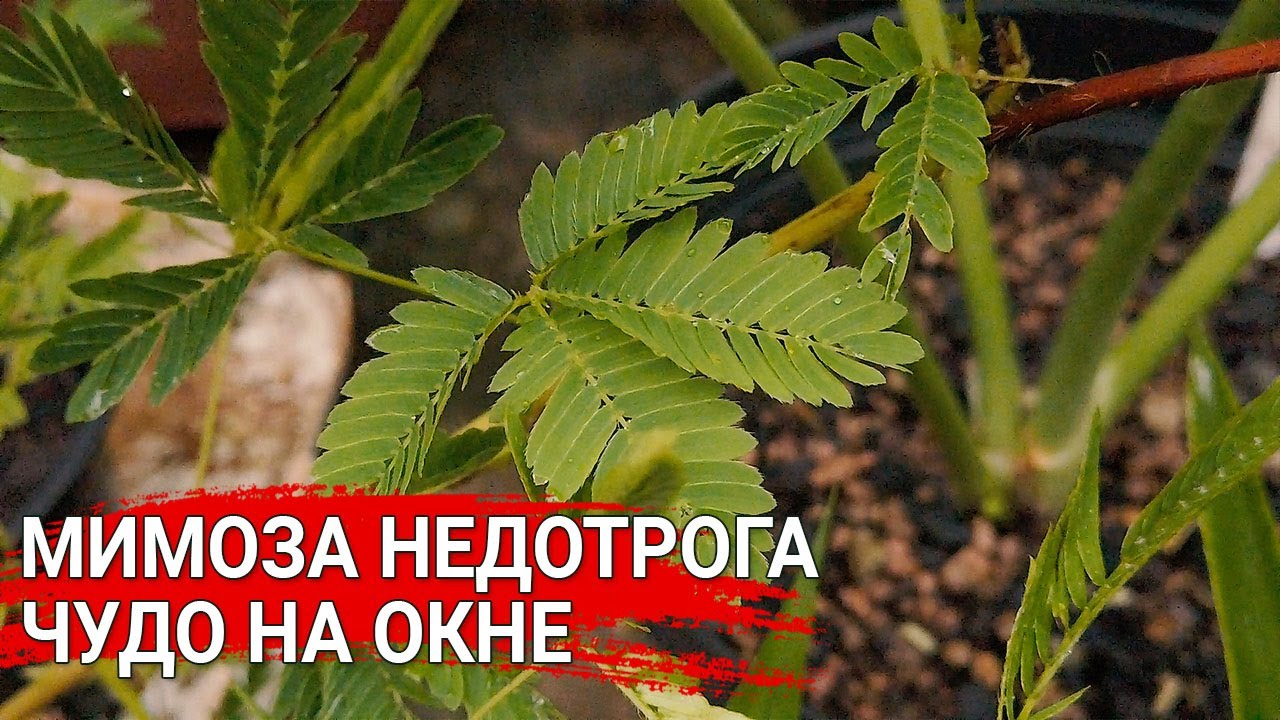 Нажмите, чтобы запустить видео