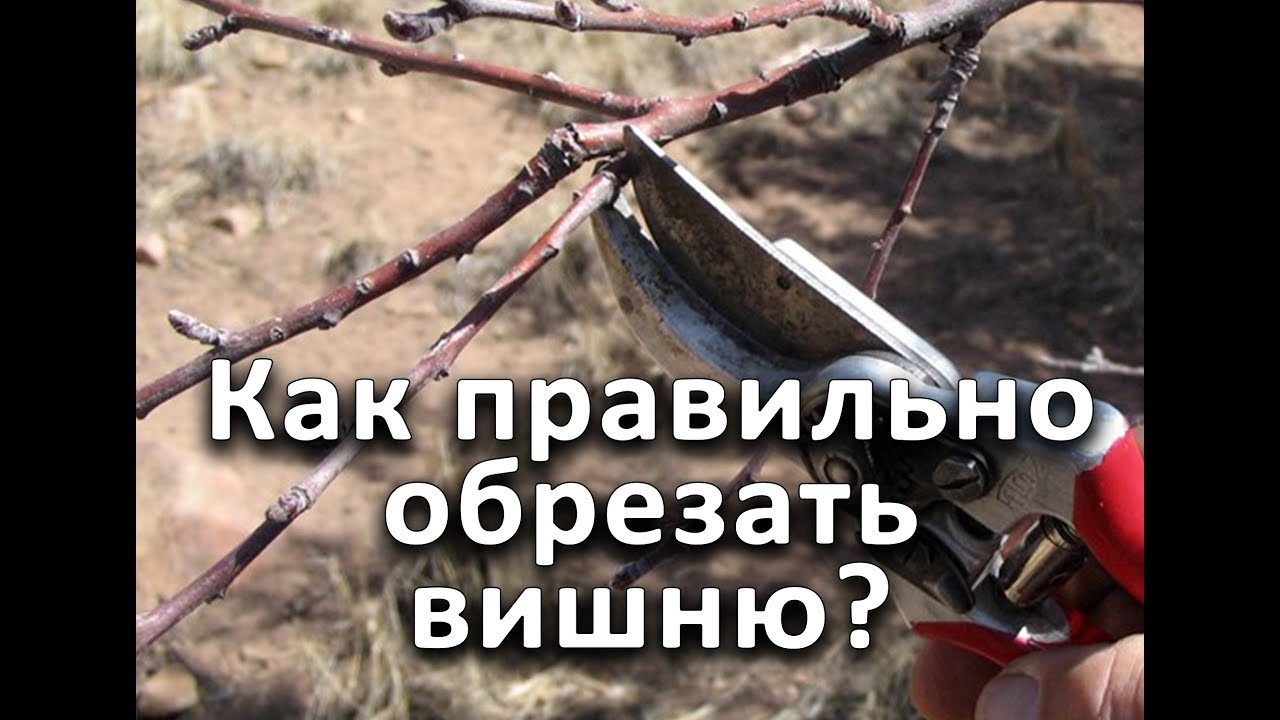 Нажмите, чтобы запустить видео