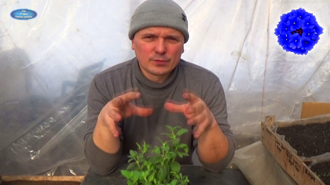 Нажмите, чтобы запустить видео