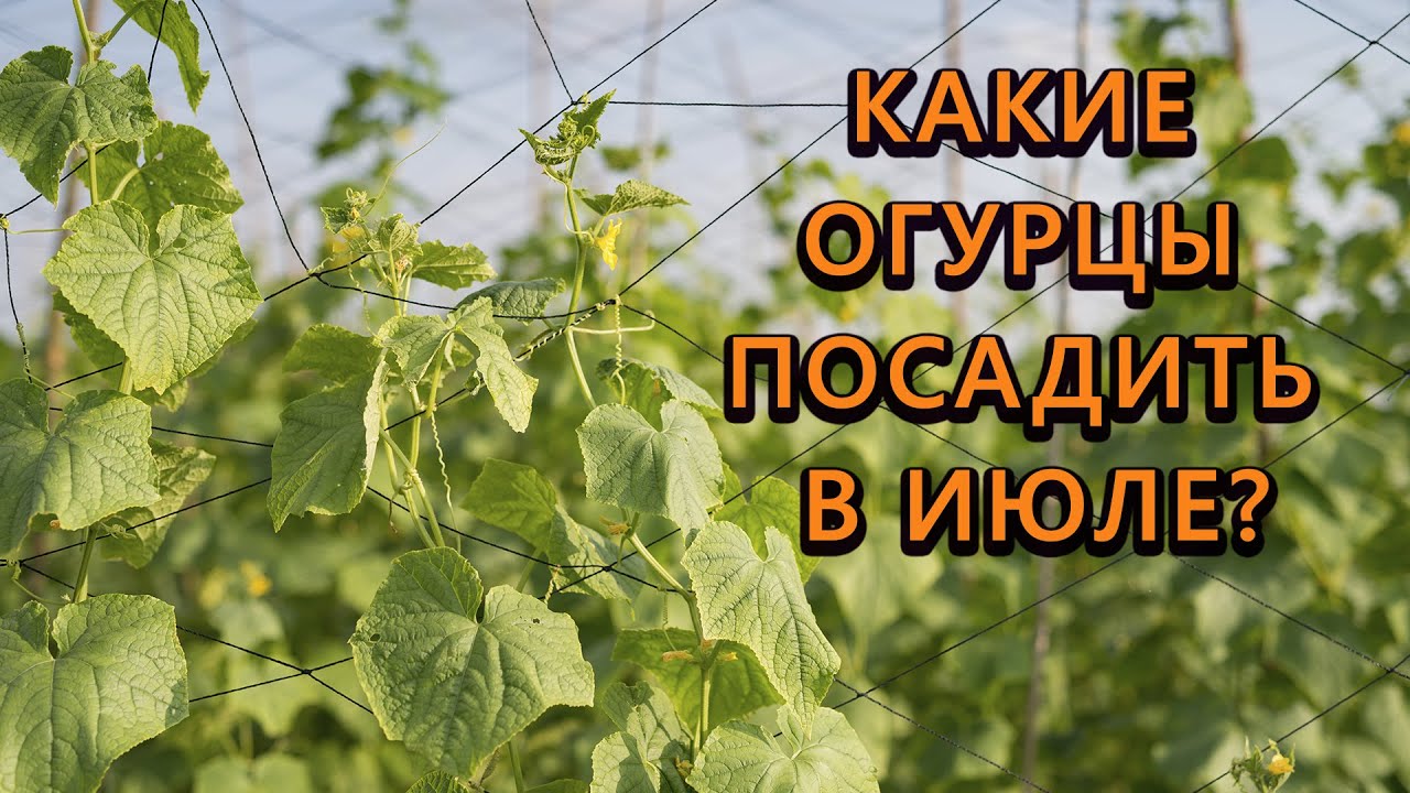 Нажмите, чтобы запустить видео