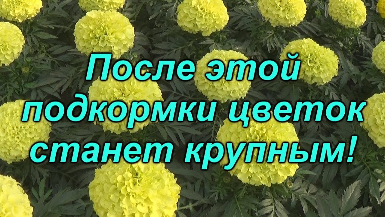 Нажмите, чтобы запустить видео