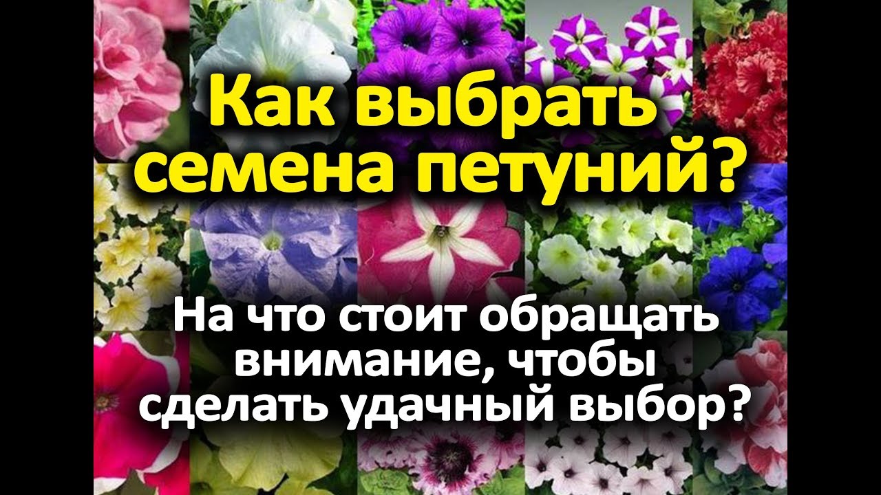Нажмите, чтобы запустить видео