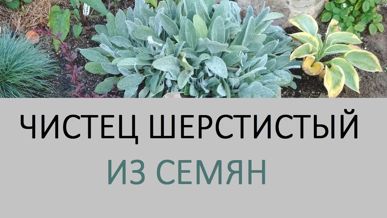 Нажмите, чтобы запустить видео