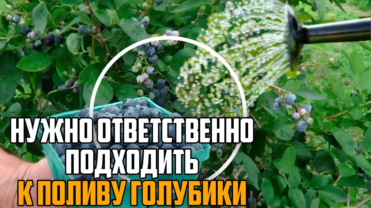 Нажмите, чтобы запустить видео