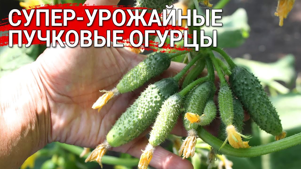 Нажмите, чтобы запустить видео