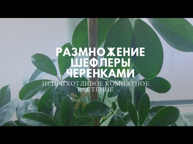 Нажмите, чтобы запустить видео