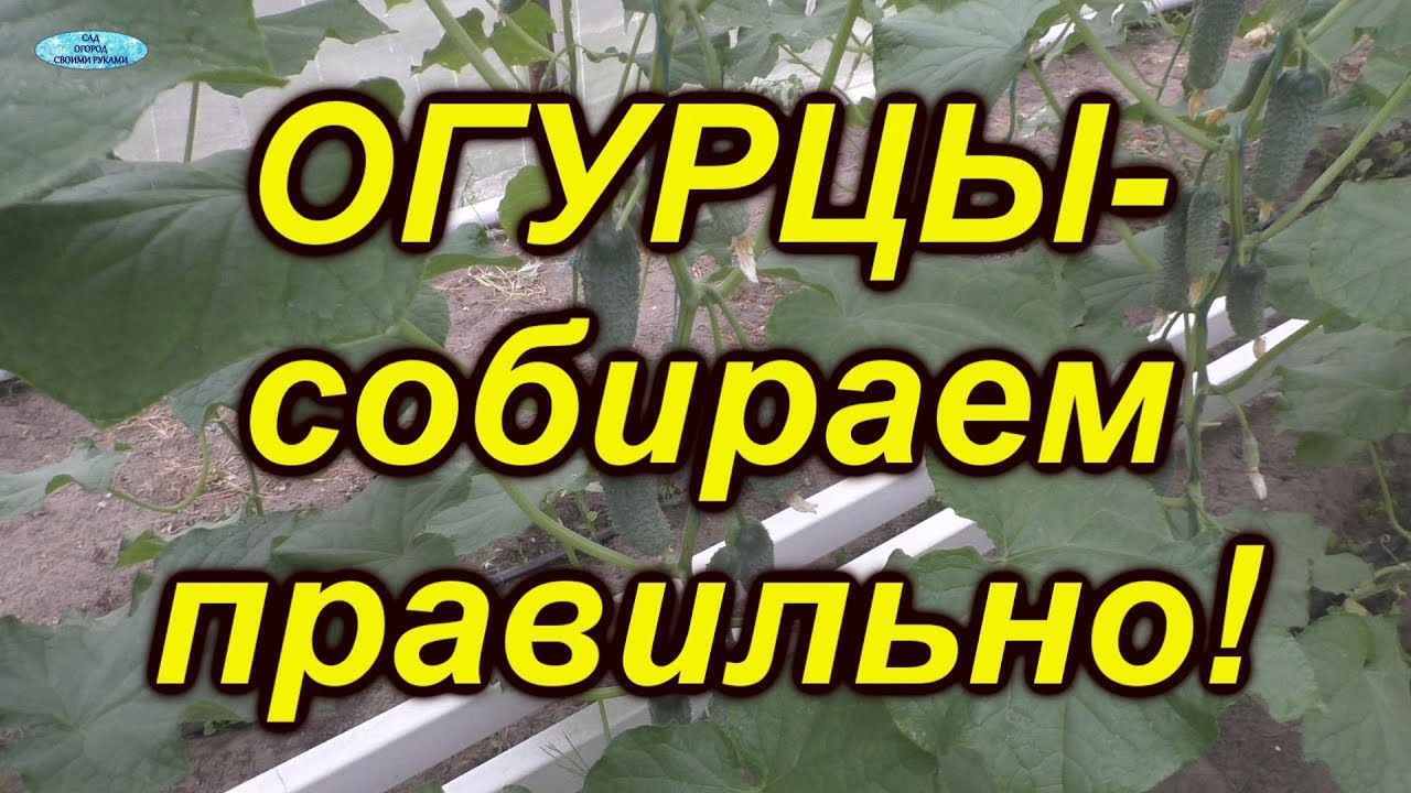 Нажмите, чтобы запустить видео